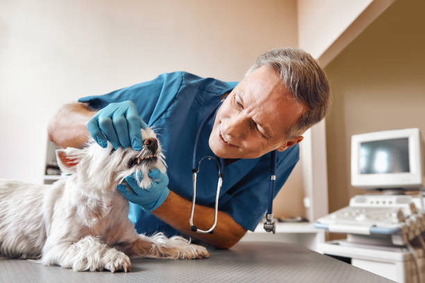 Best Emergency Dental Services for Seniors in Benton Harbor, MI